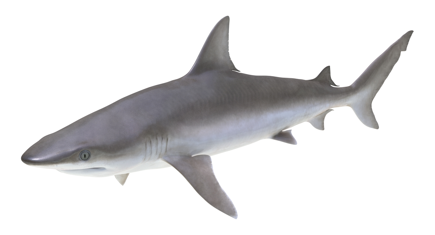 3D model Blacknose Shark