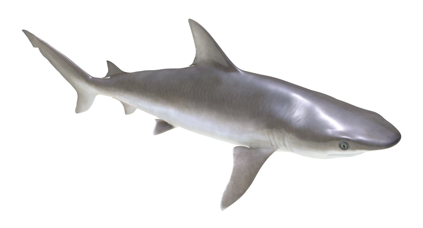 3D model Blacknose Shark