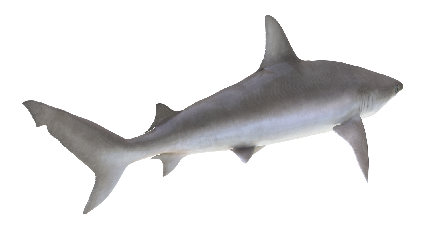 3D model Blacknose Shark