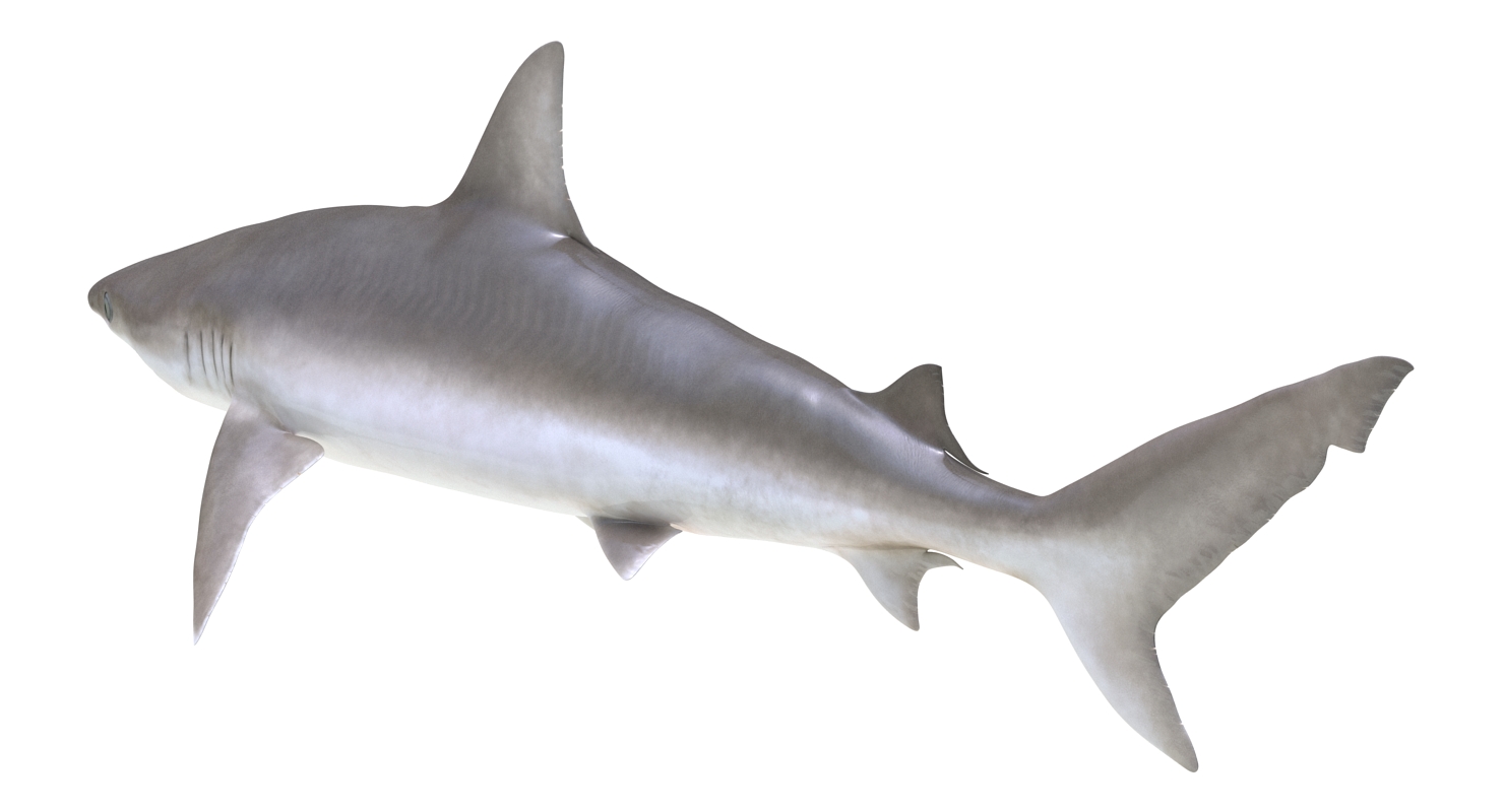 3D model Blacknose Shark