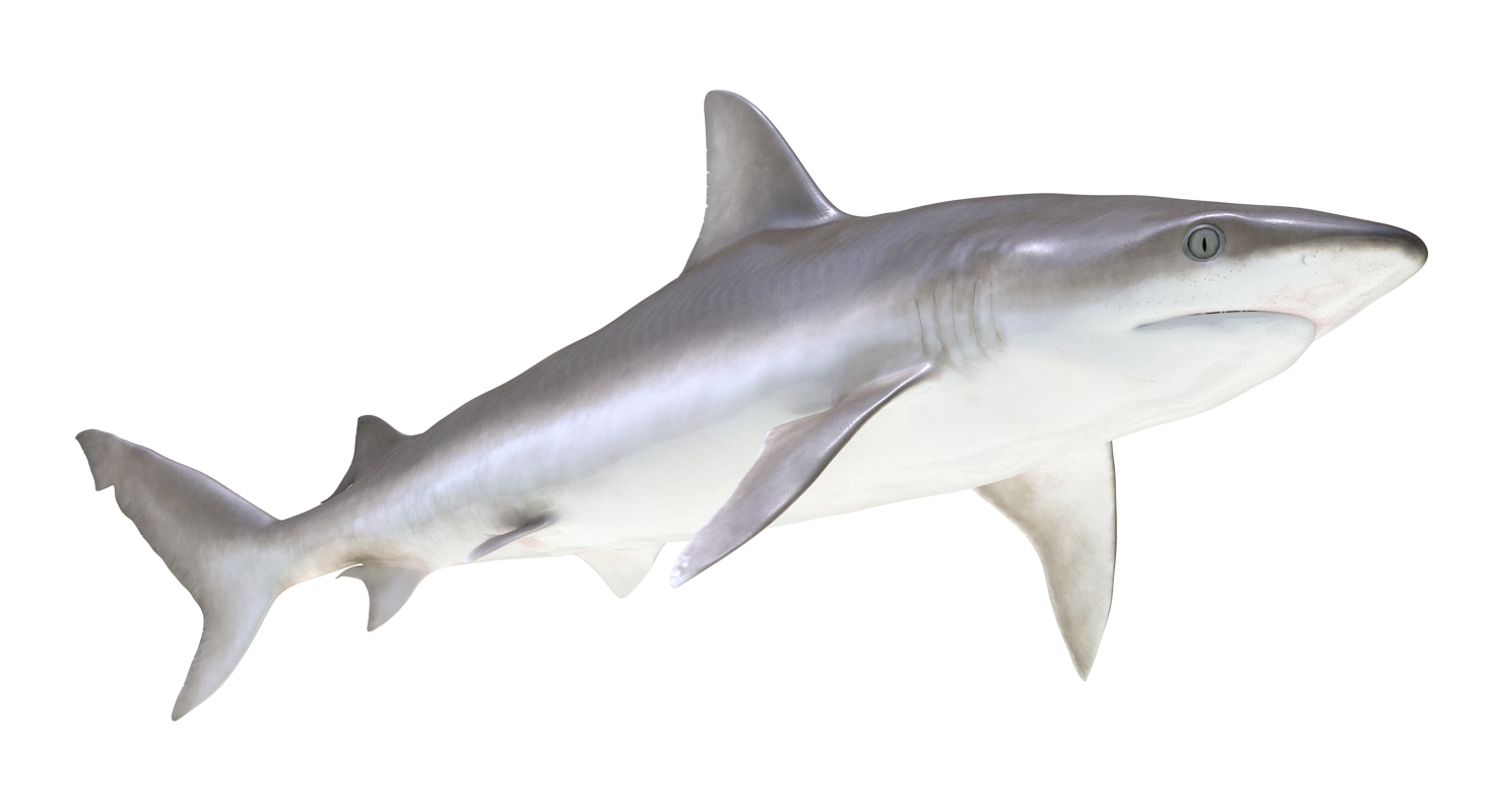 3D model Blacknose Shark