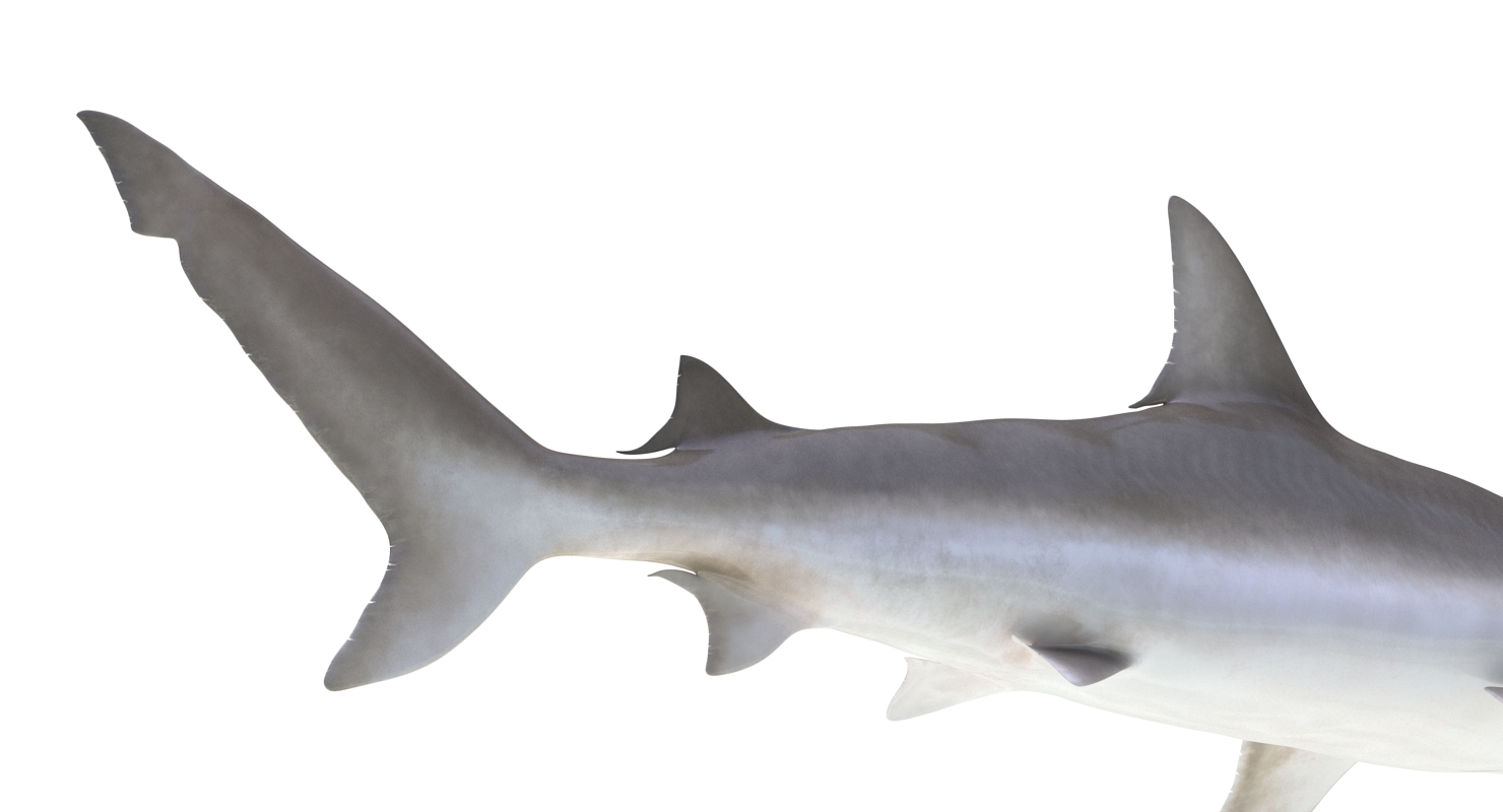 3D model Blacknose Shark