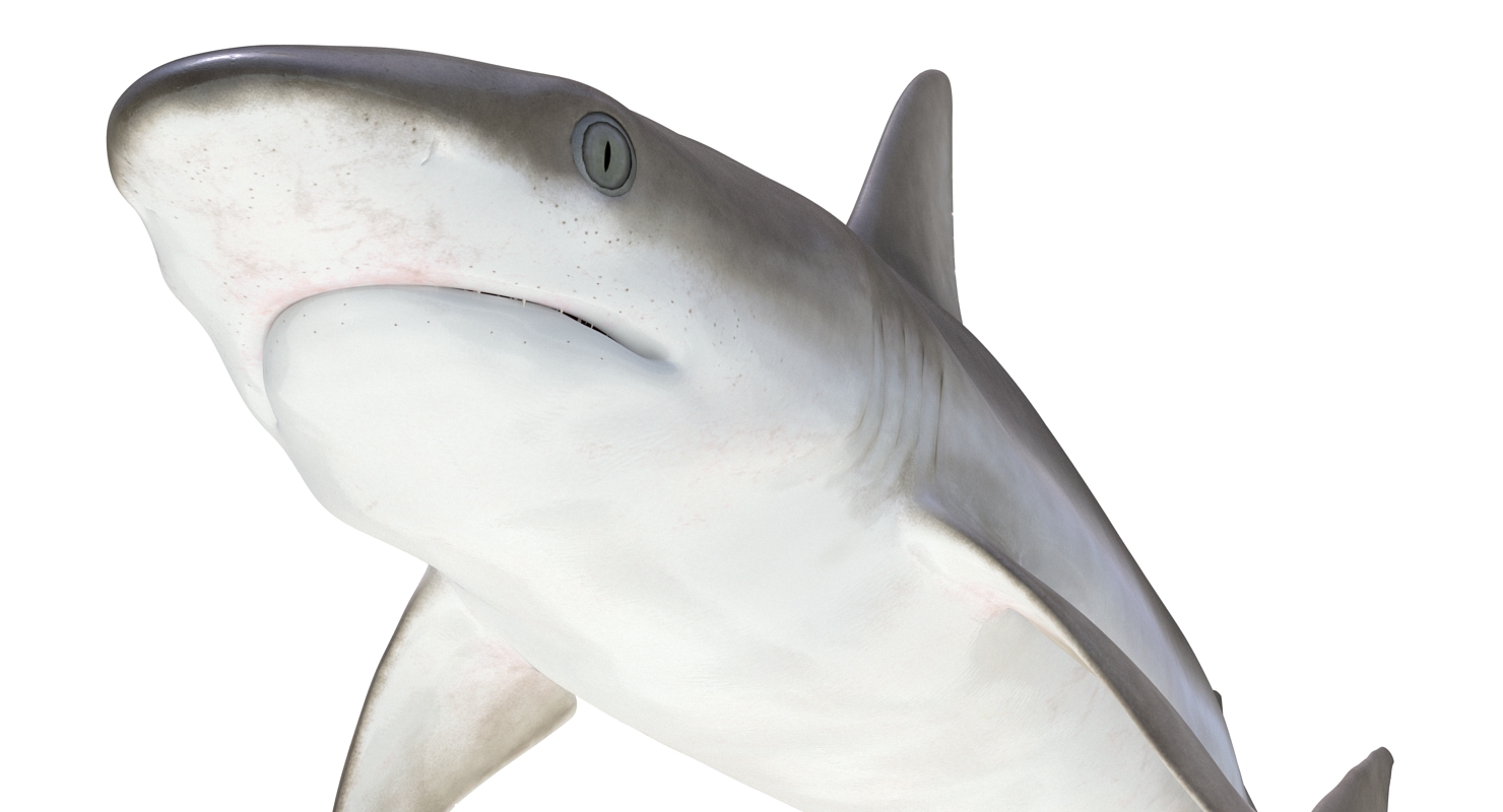 3D model Blacknose Shark