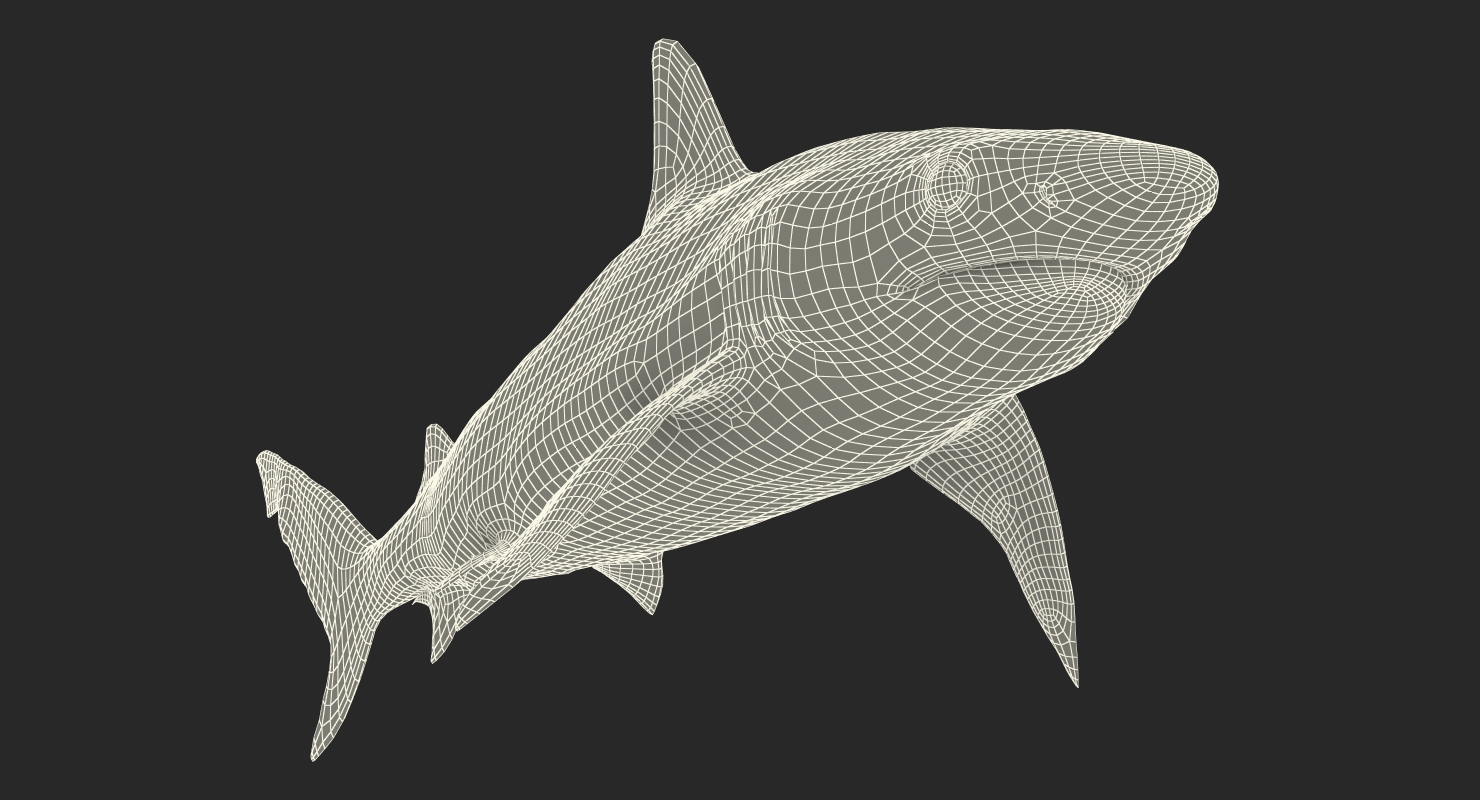 3D model Blacknose Shark