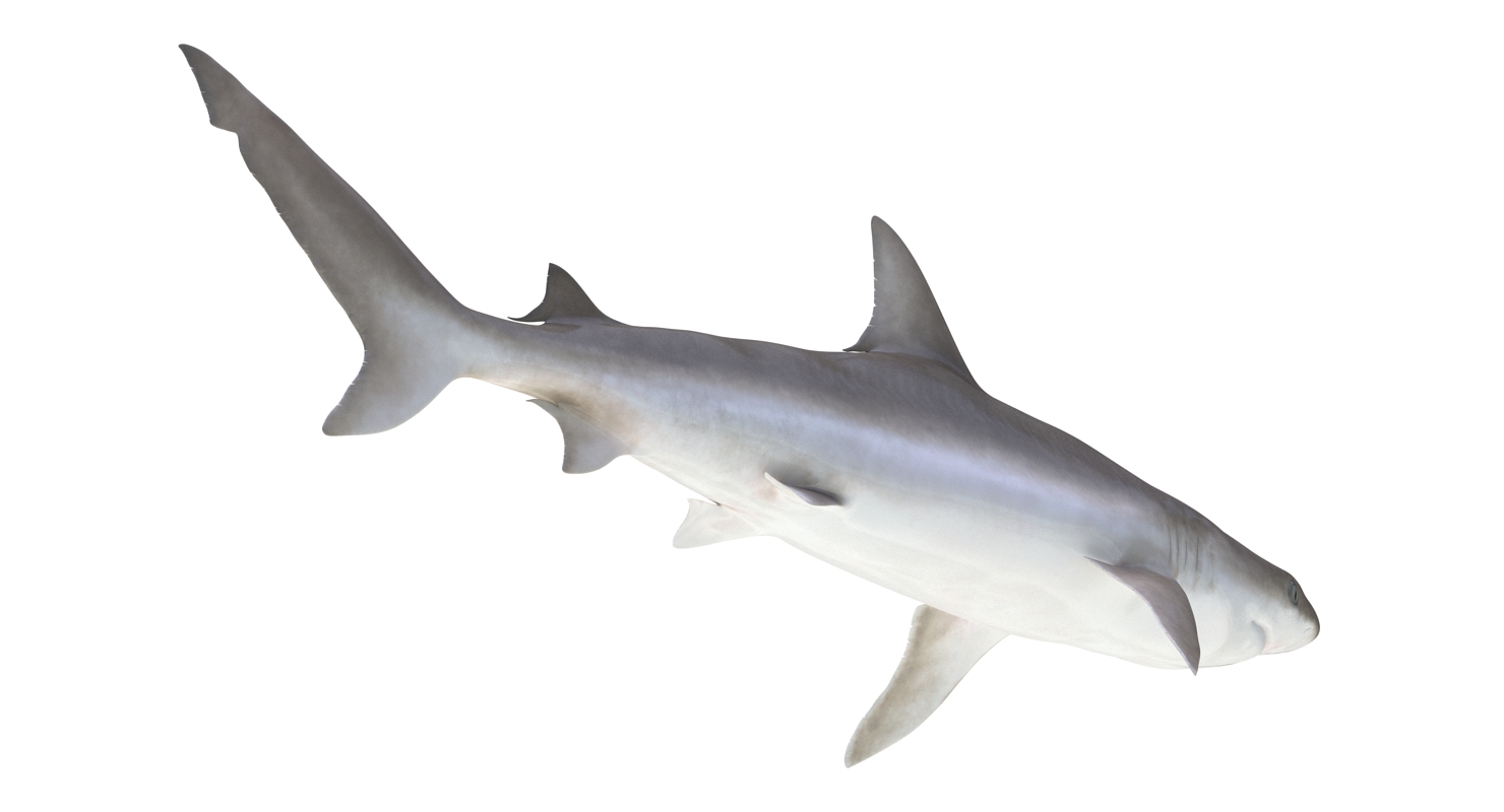 3D model Blacknose Shark