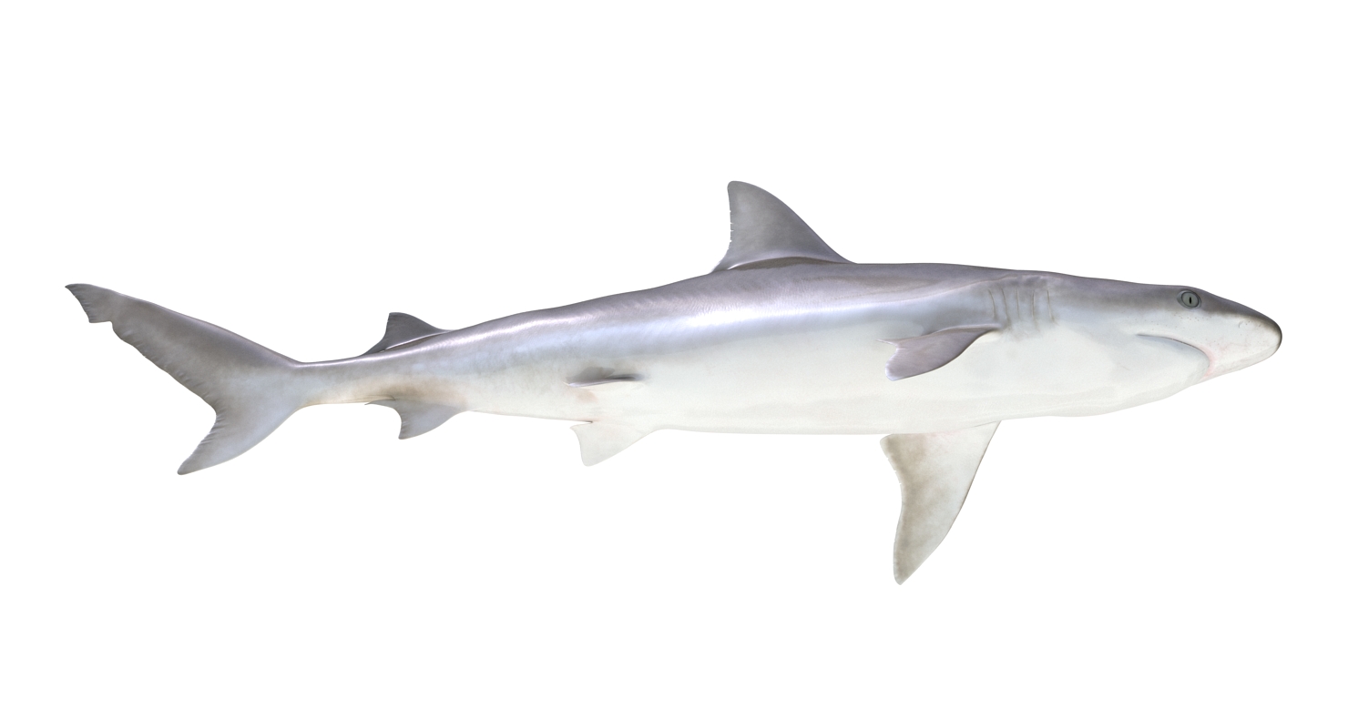 3D model Blacknose Shark