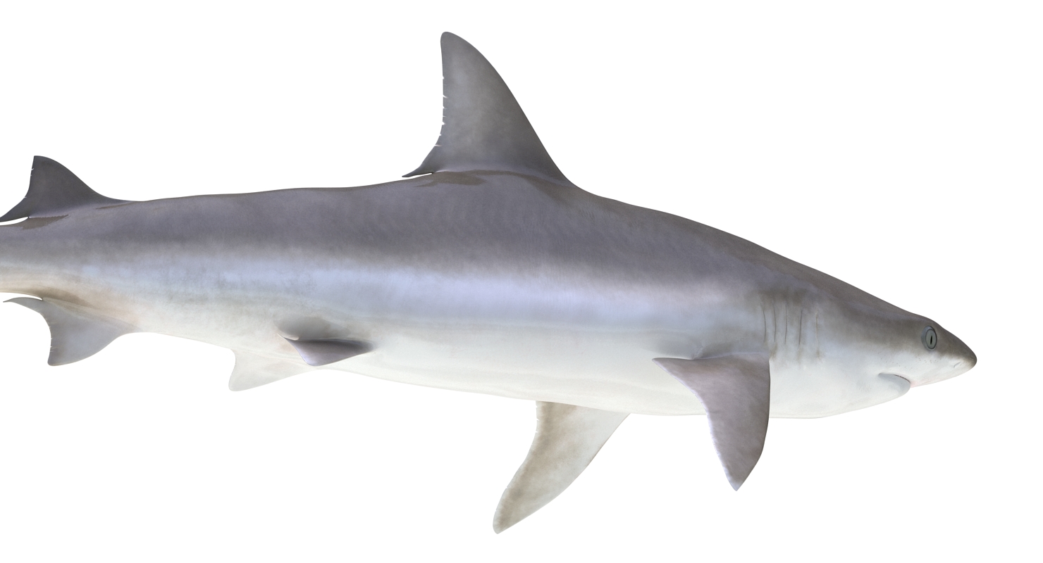 3D model Blacknose Shark