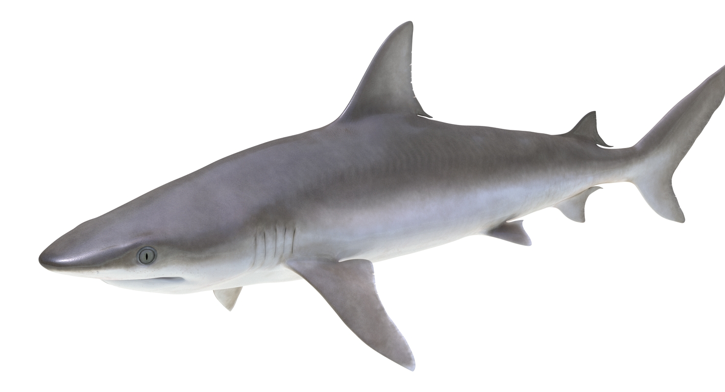 3D model Blacknose Shark