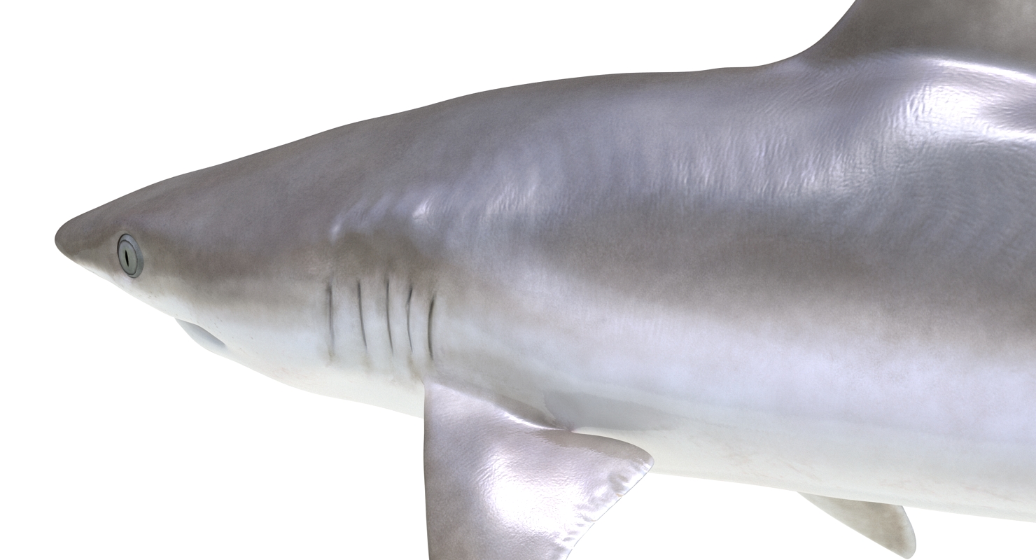 3D model Blacknose Shark