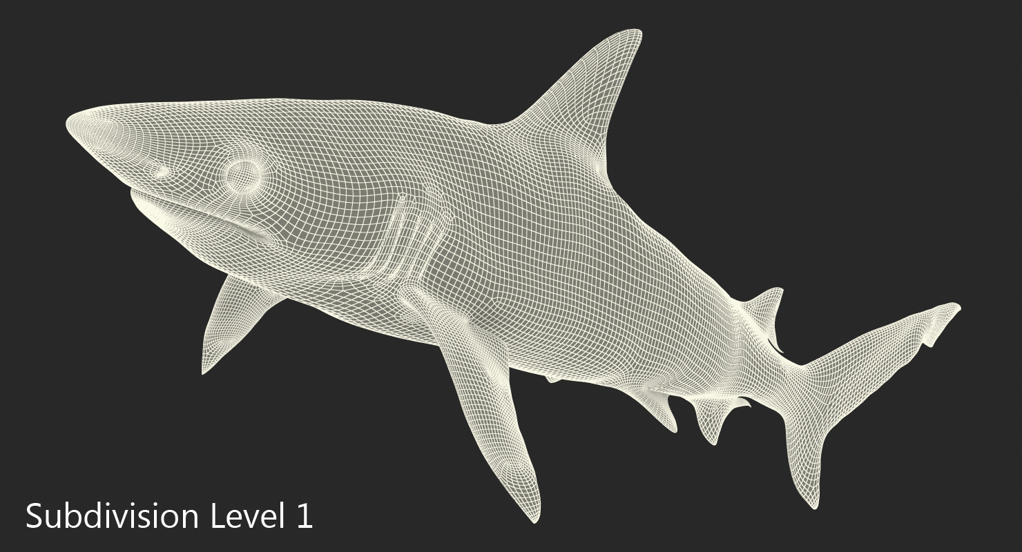 3D model Blacknose Shark