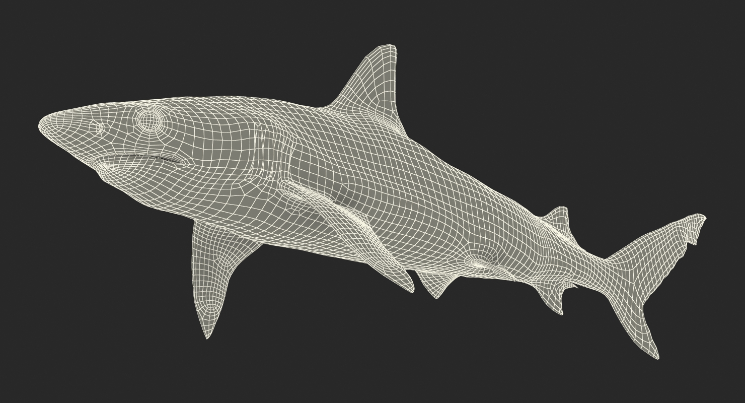 3D model Blacknose Shark