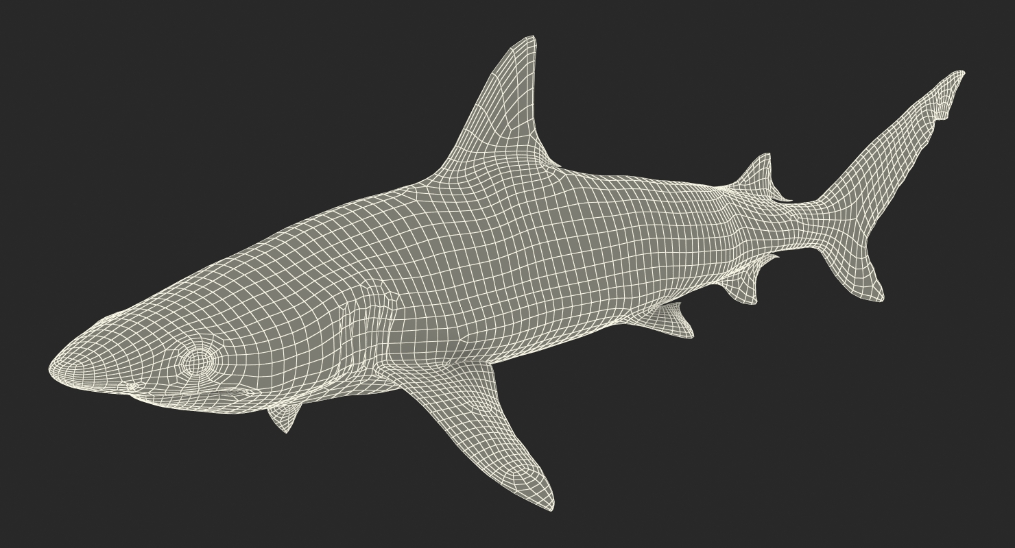 3D model Blacknose Shark