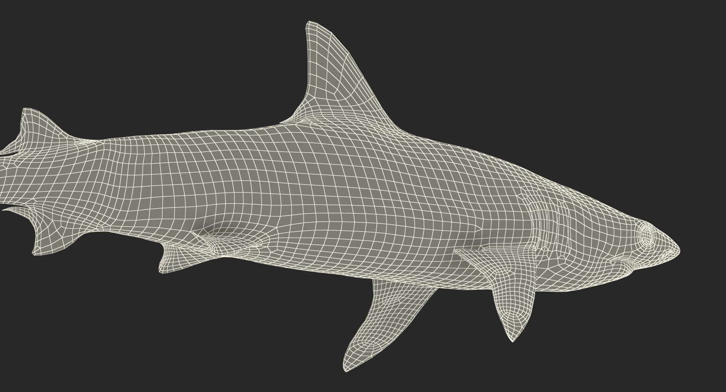 3D model Blacknose Shark