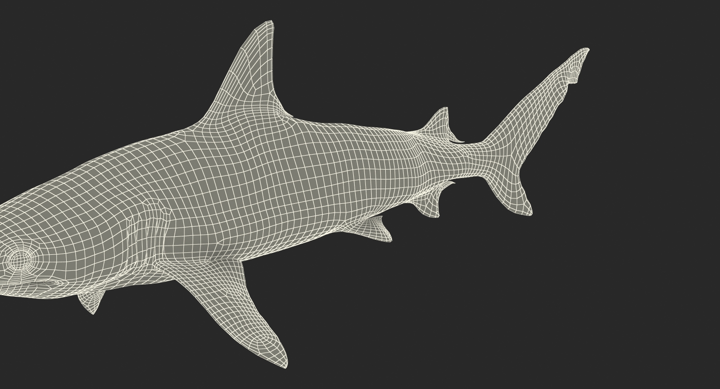 3D model Blacknose Shark