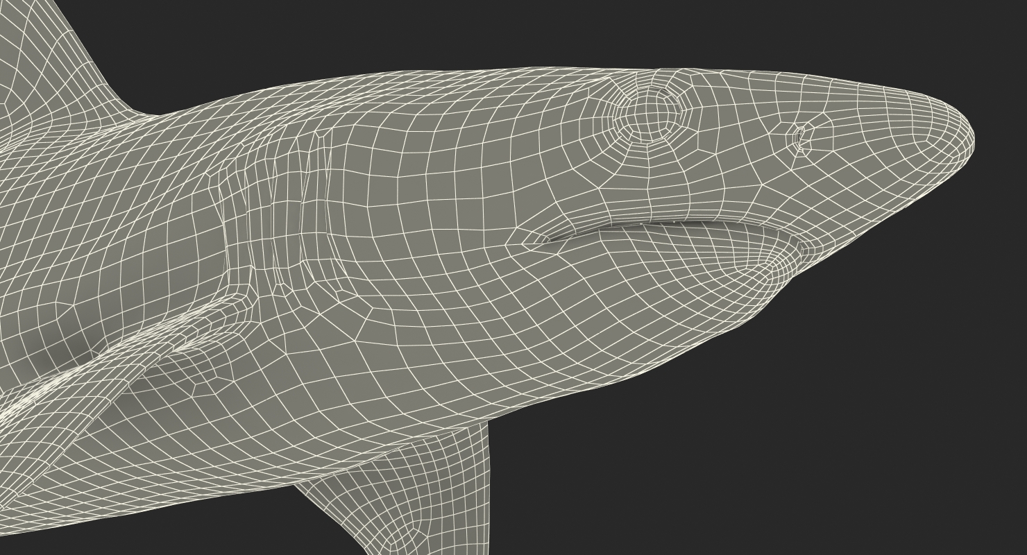 3D model Blacknose Shark