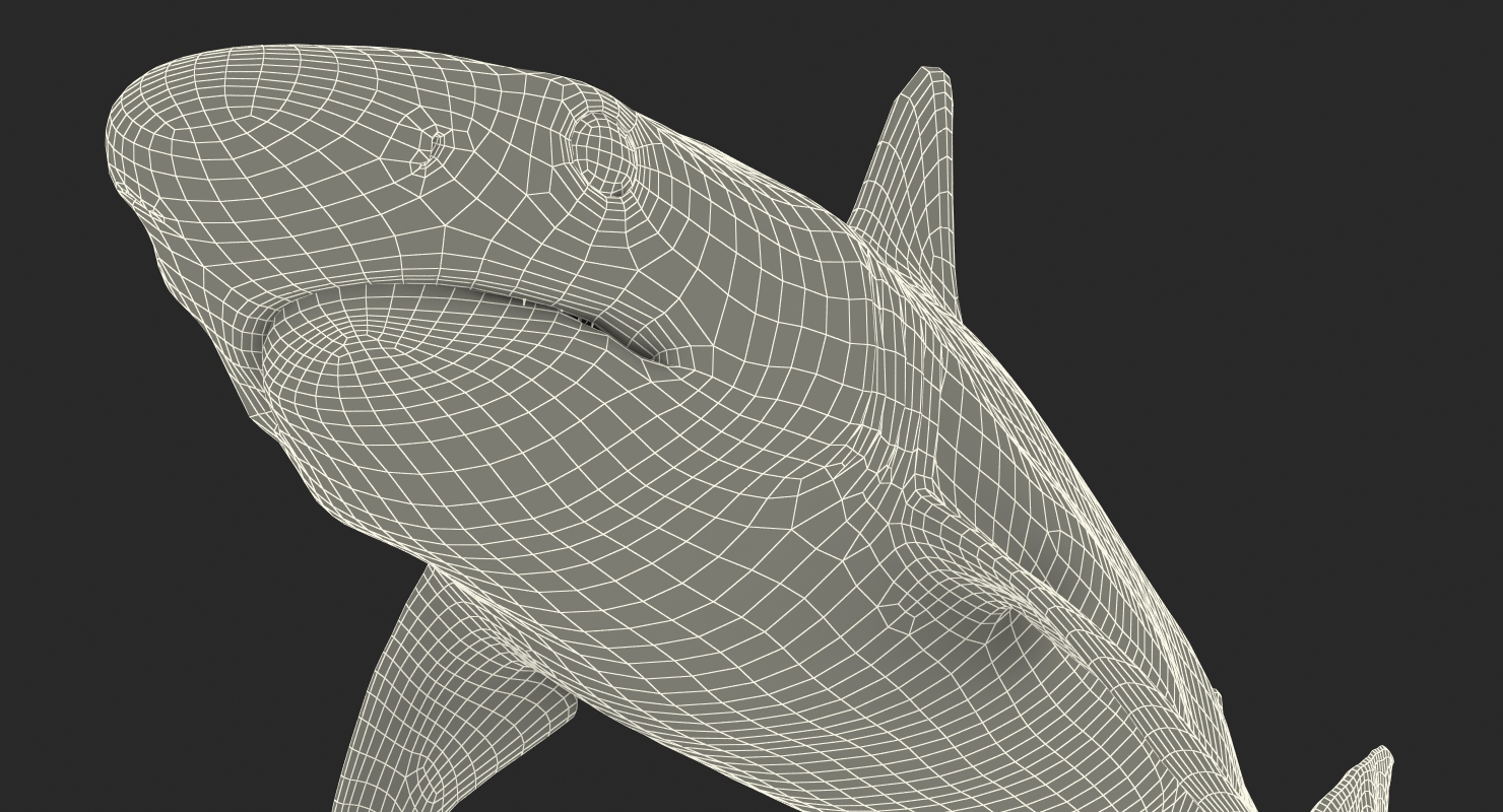 3D model Blacknose Shark