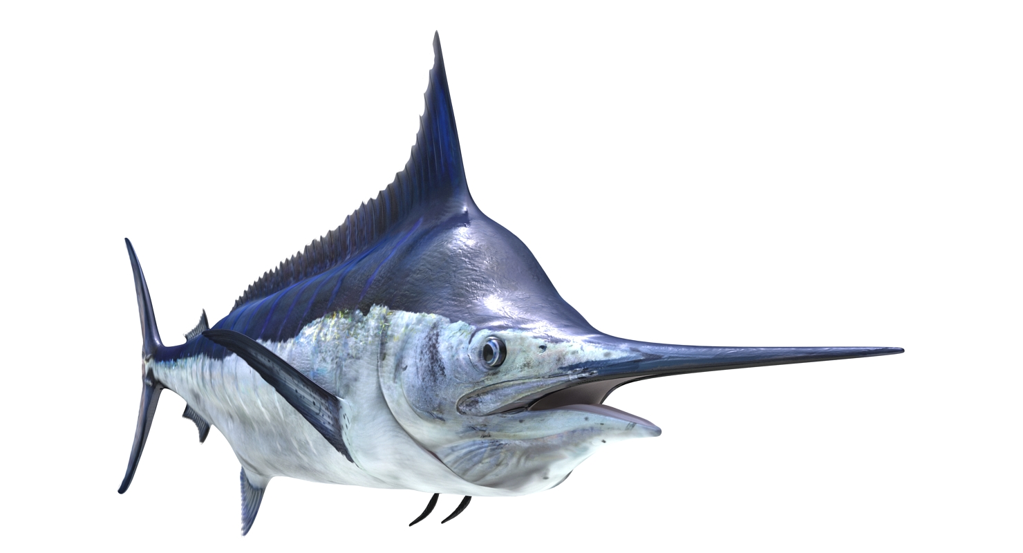 3D Blue Marlin