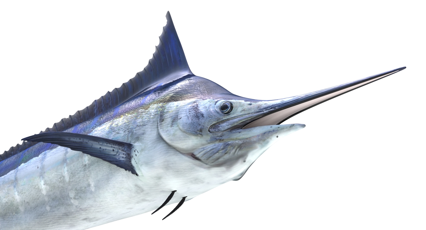 3D Blue Marlin