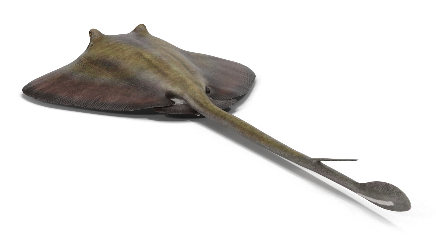 3D model Stingray