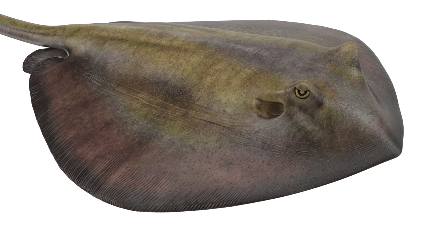 3D model Stingray