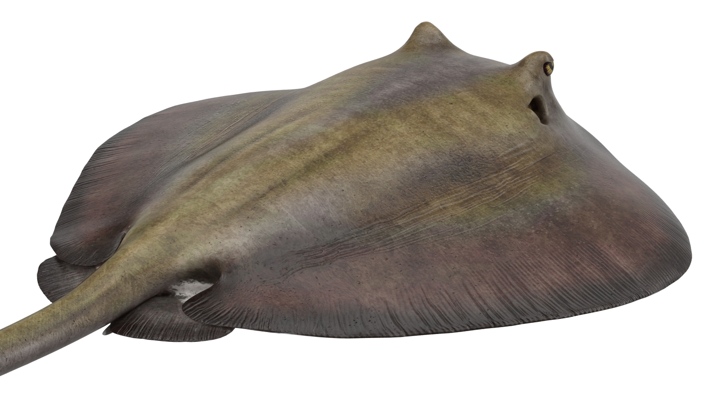 3D model Stingray