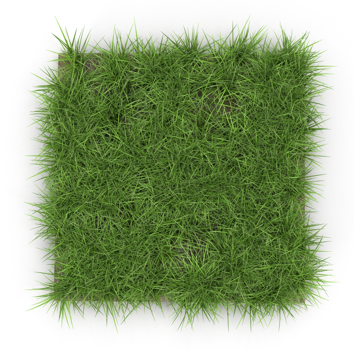 3D model Ryegrass