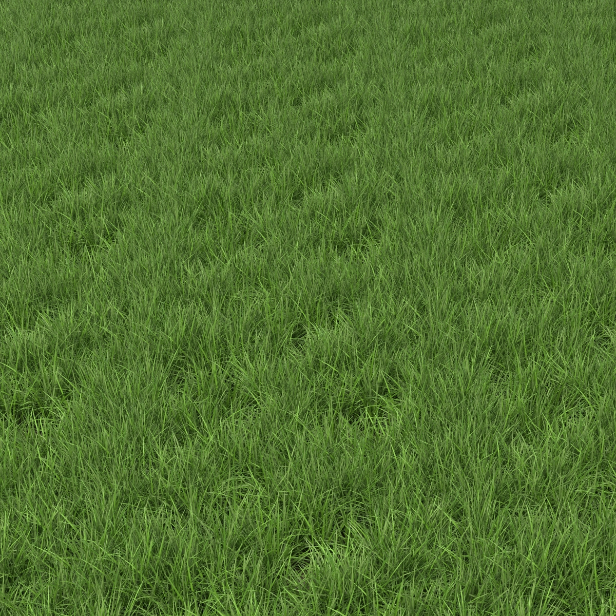 3D model Ryegrass