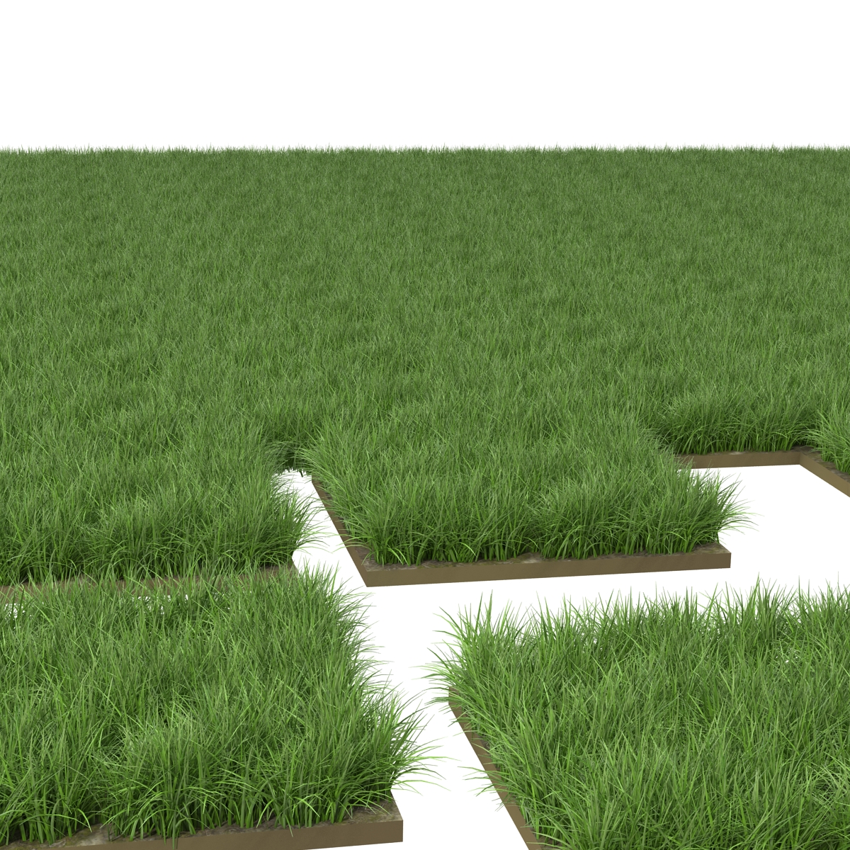 3D model Ryegrass