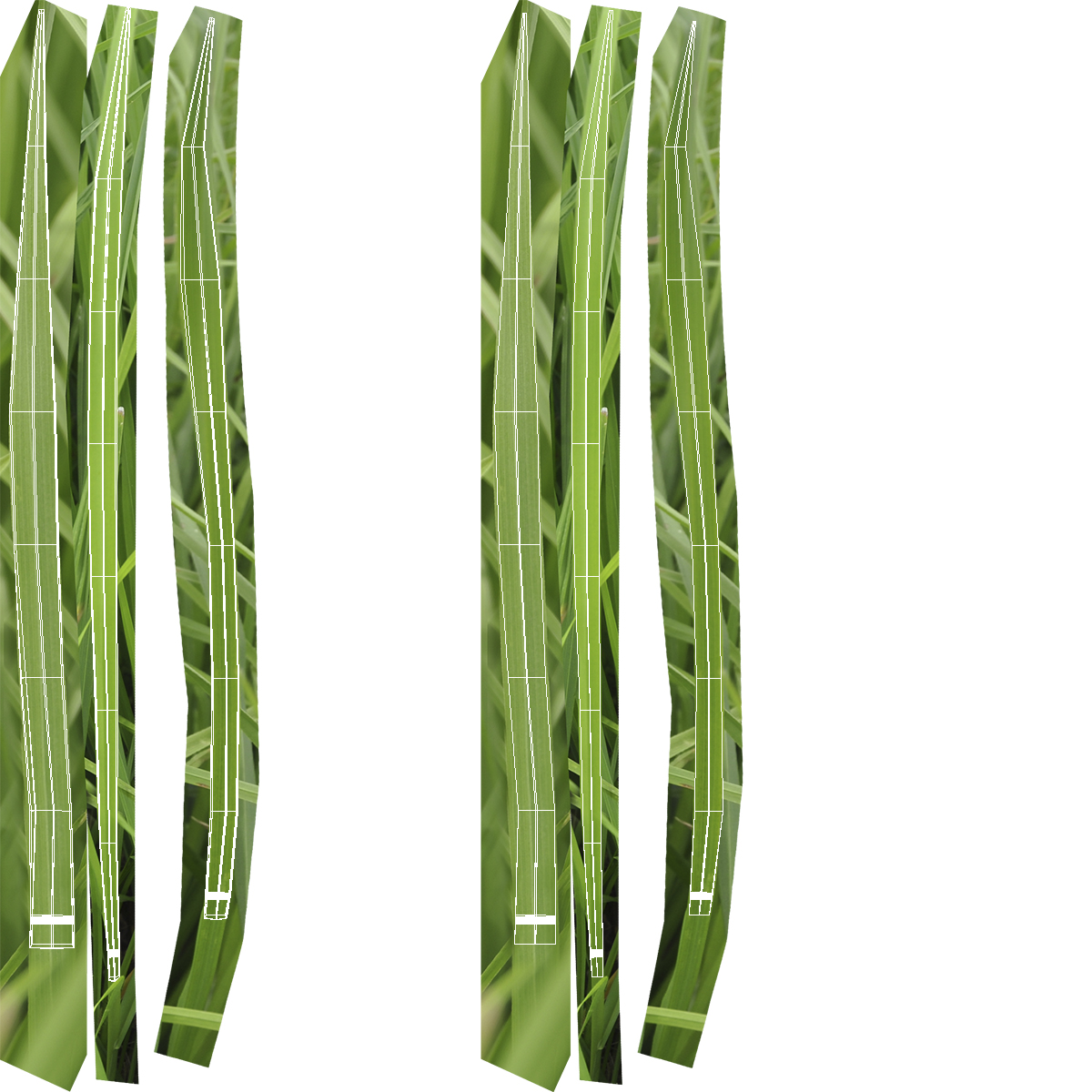 3D model Ryegrass