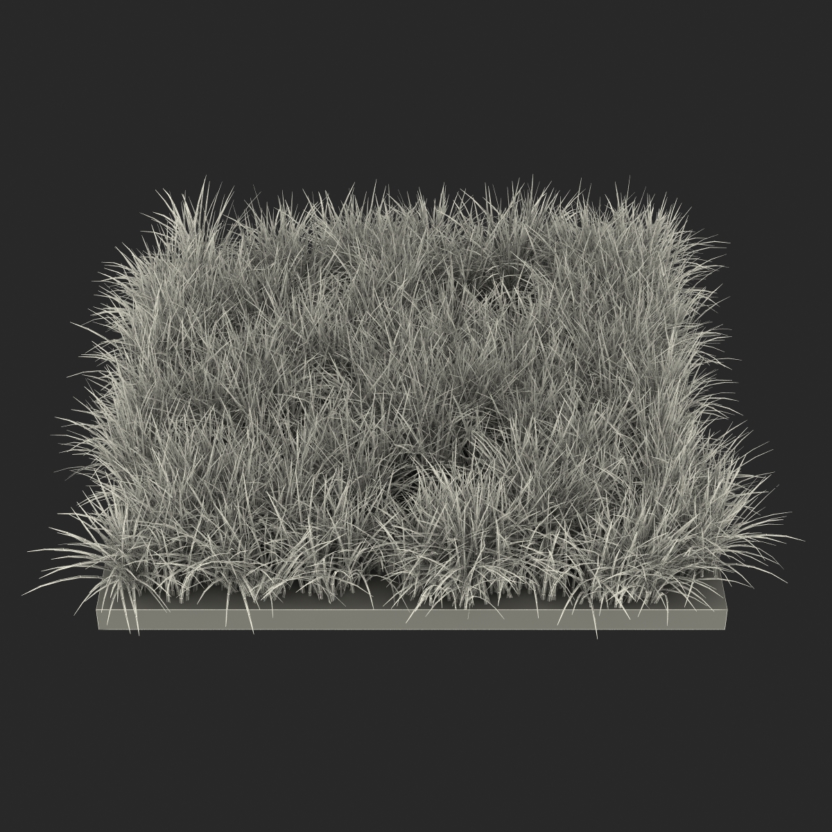 3D model Ryegrass