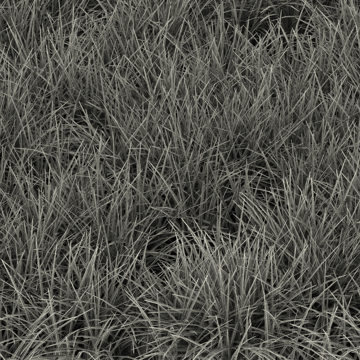 3D model Ryegrass