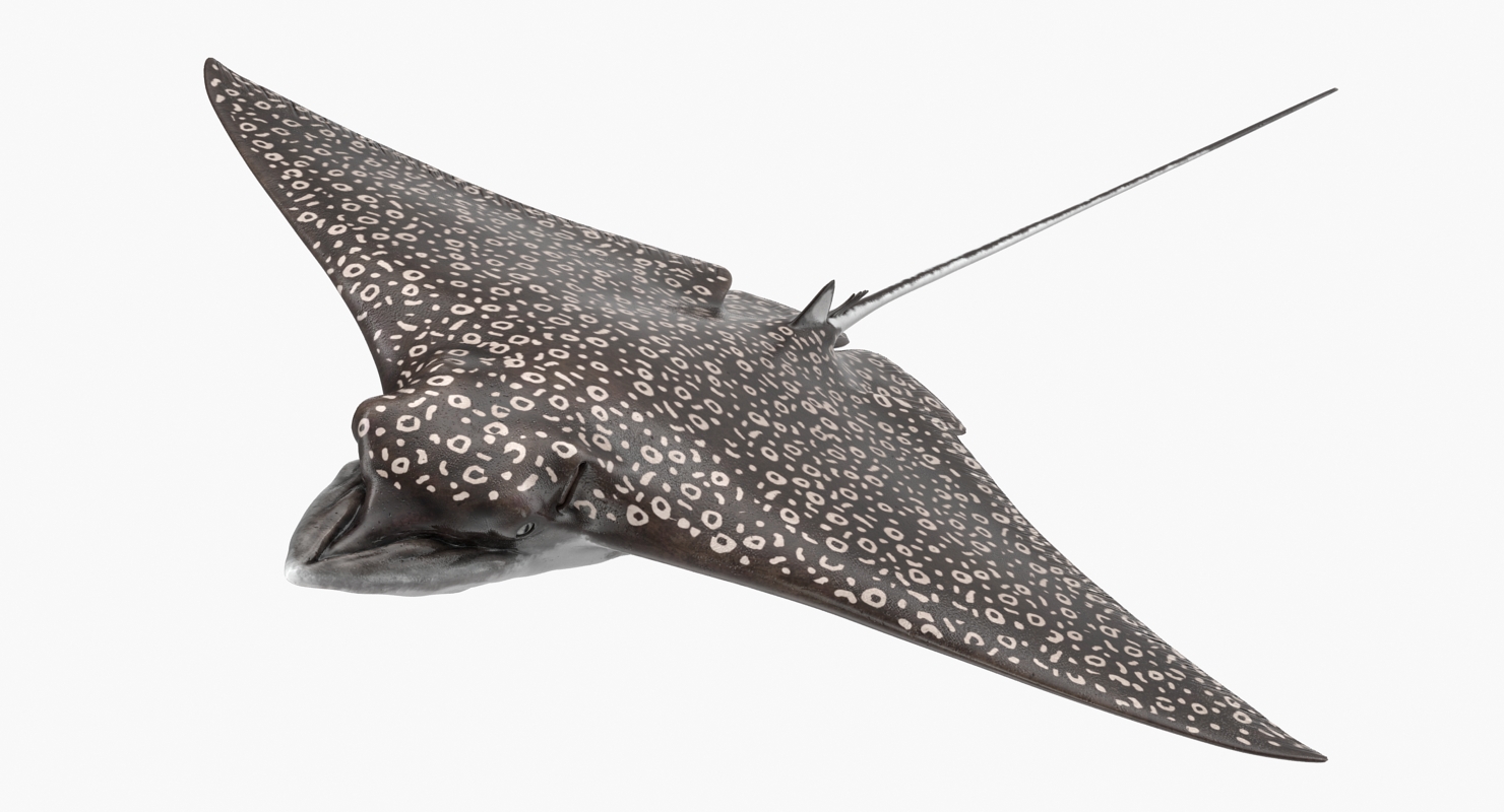 Eagle Ray 3D model