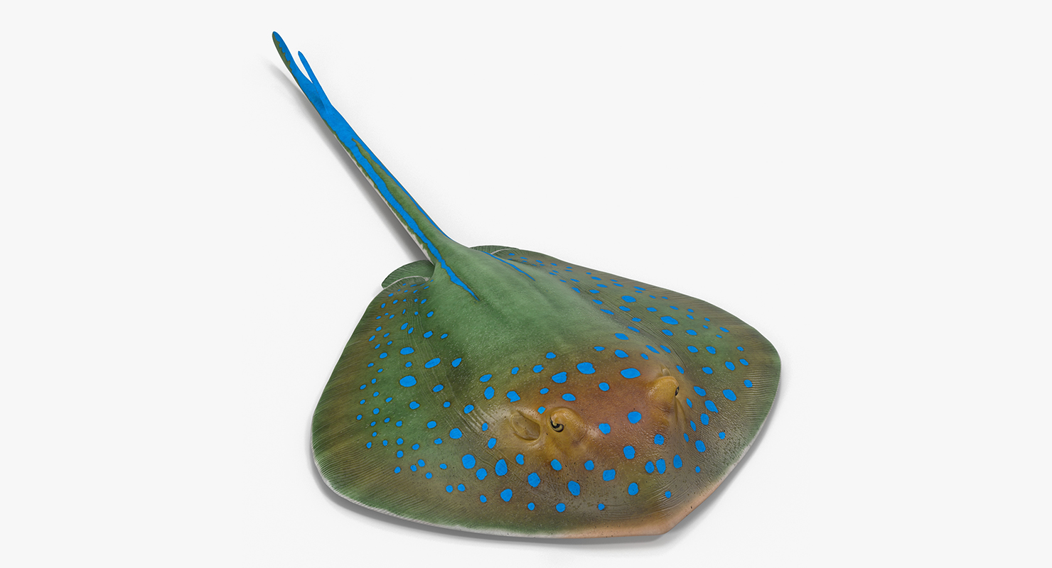 3D Blue Spotted Stingray