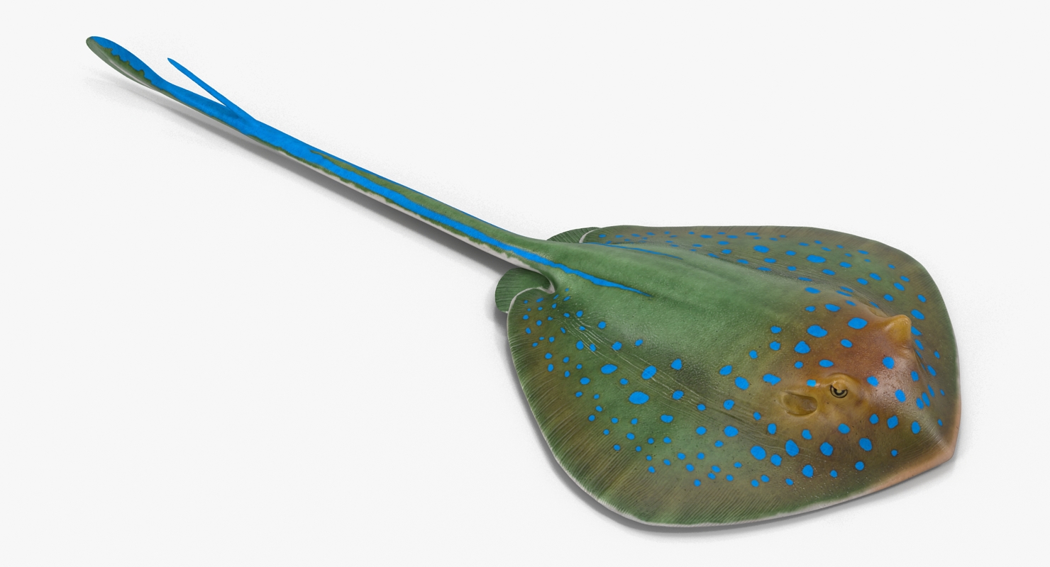 3D Blue Spotted Stingray