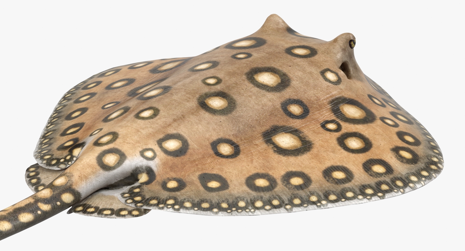 River Stingray 3D model