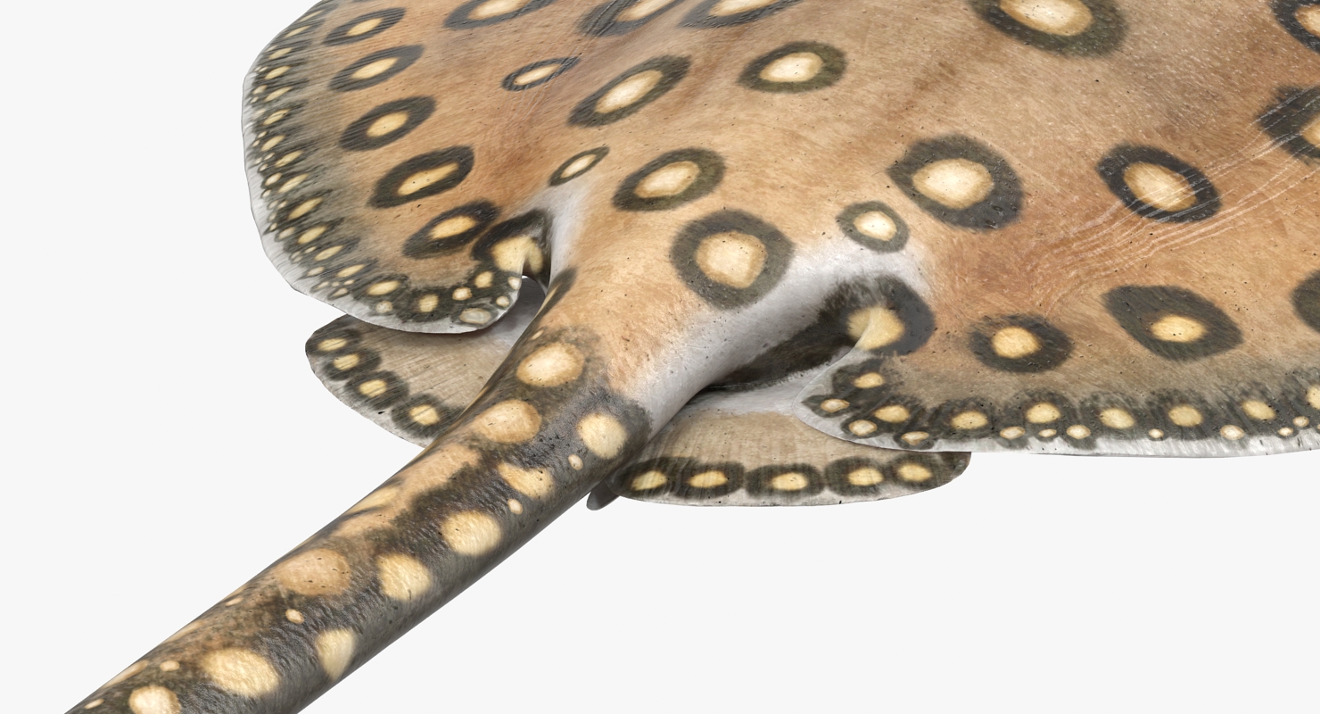 River Stingray 3D model