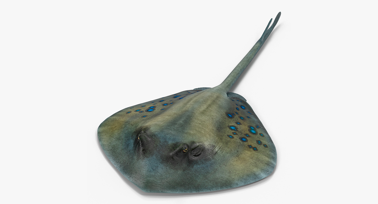 3D Spotted Stingray