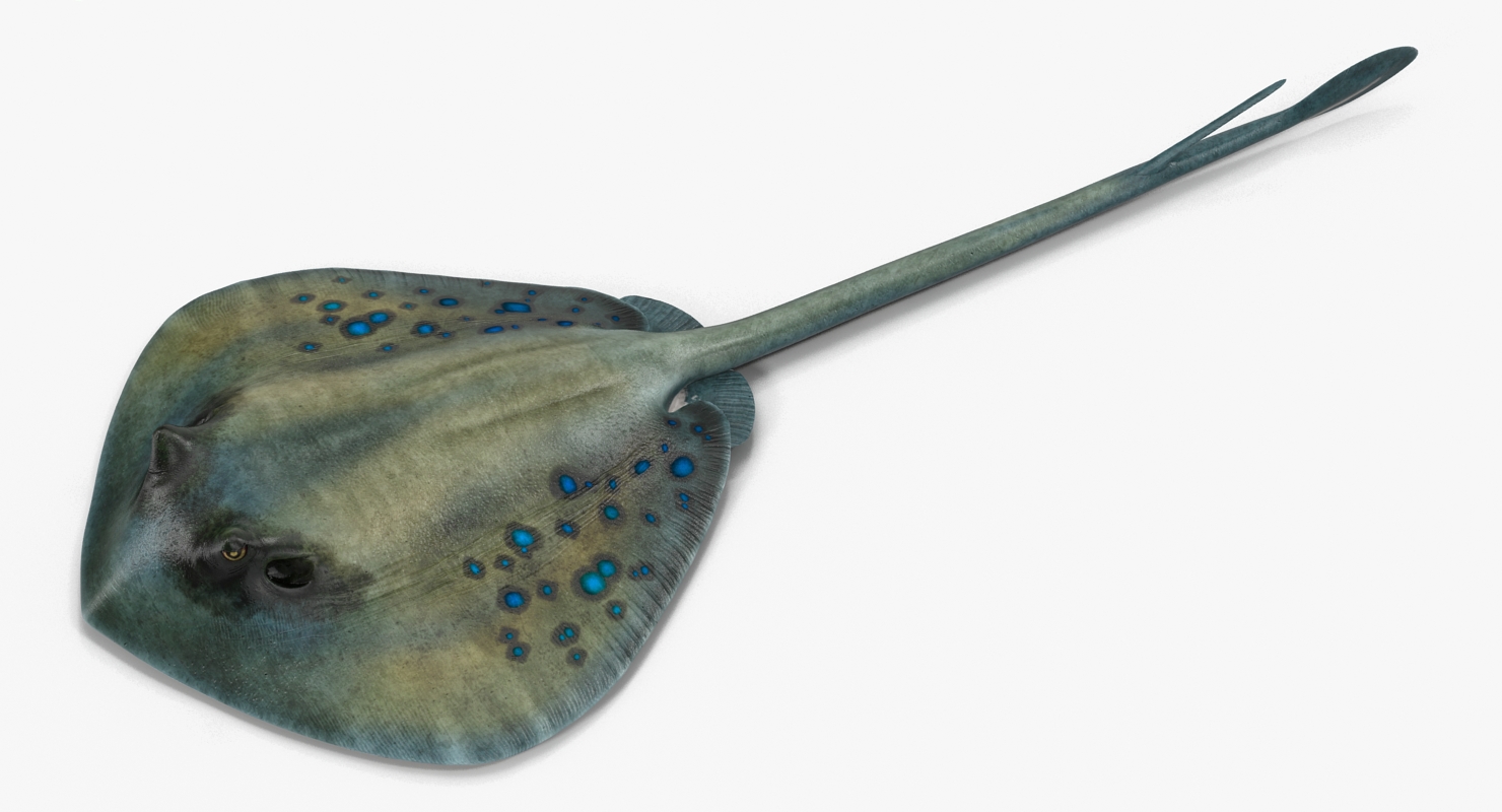 3D Spotted Stingray