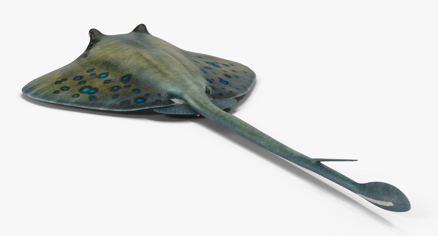 3D Spotted Stingray