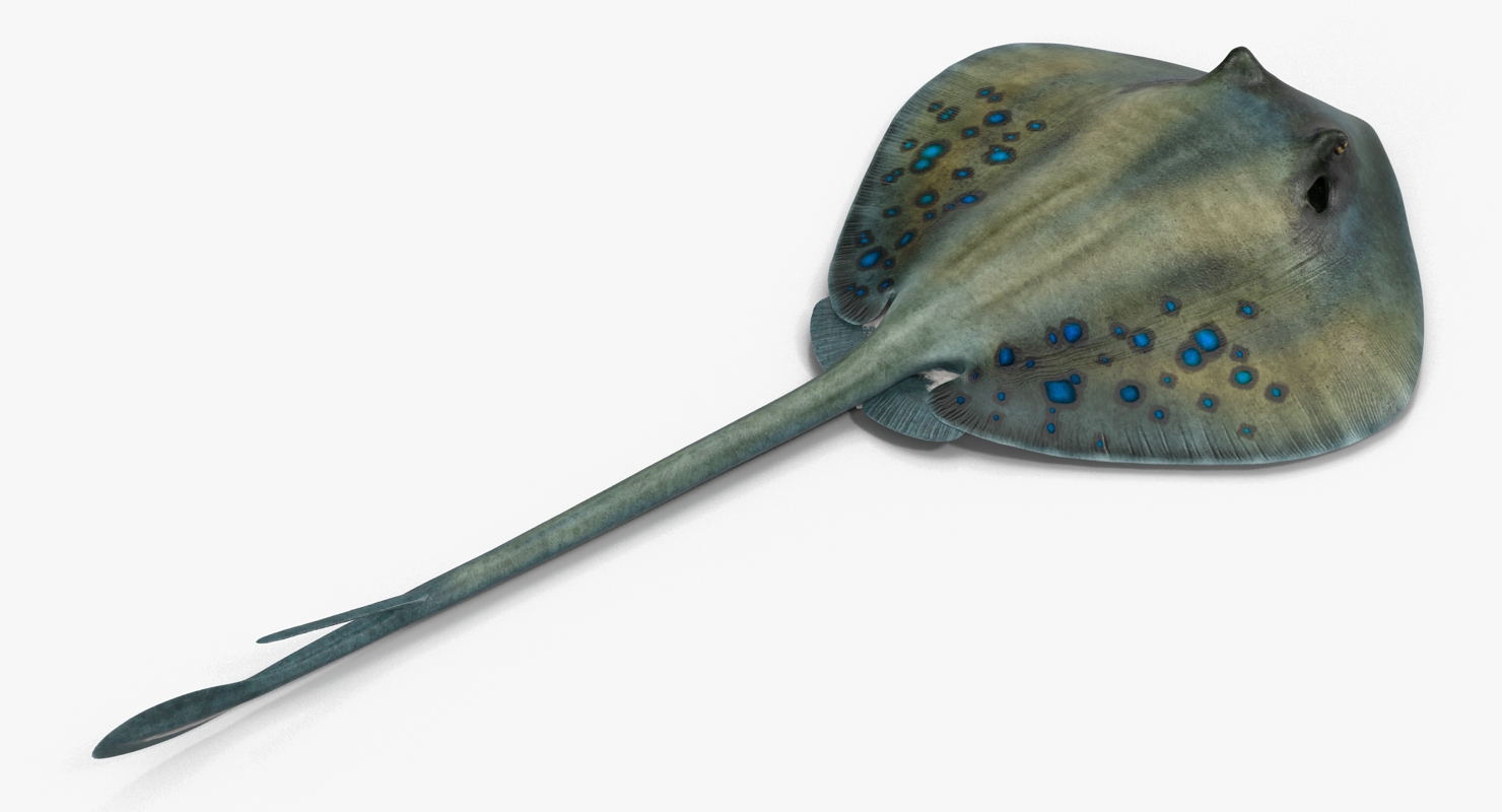 3D Spotted Stingray