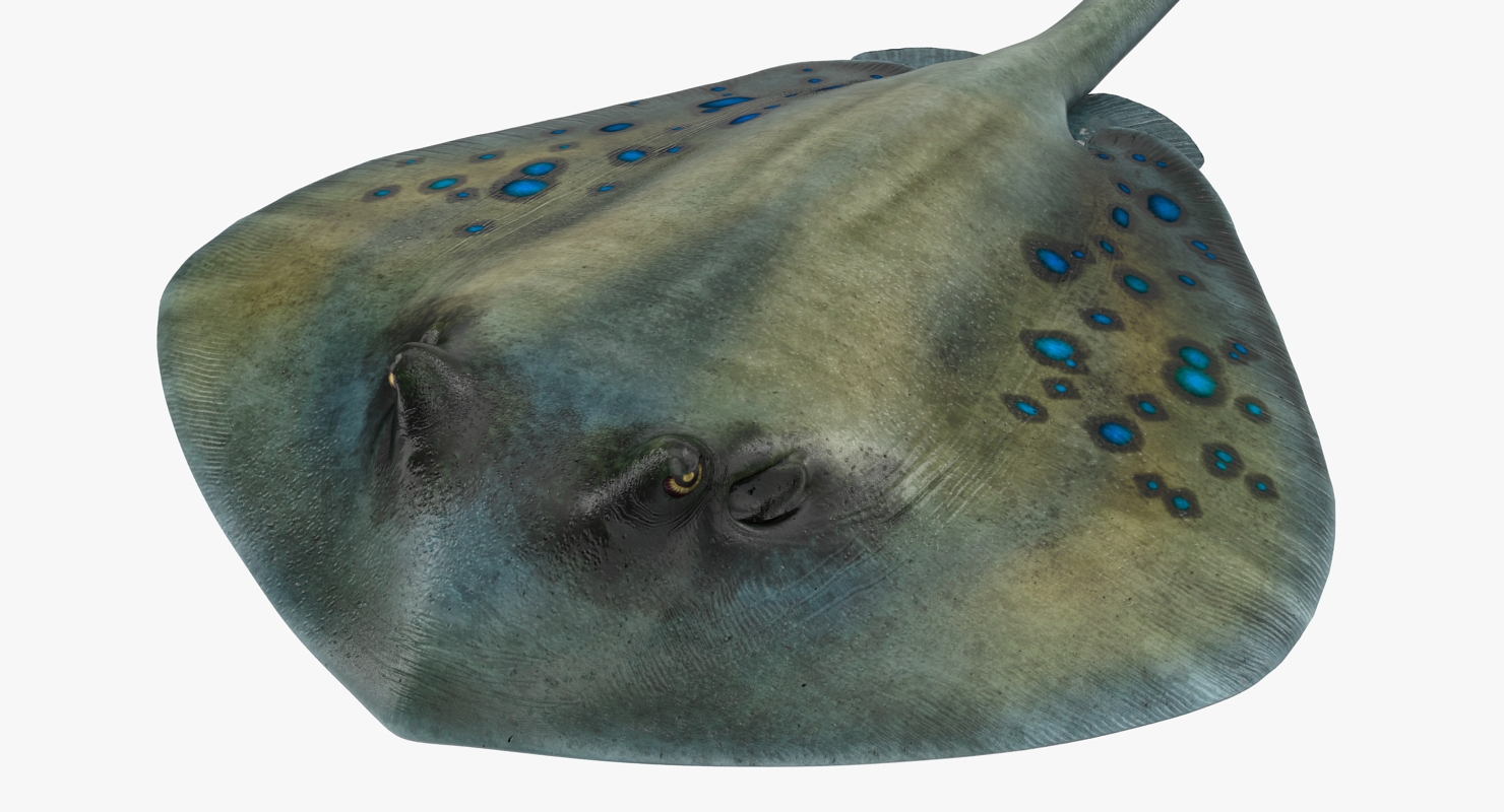 3D Spotted Stingray