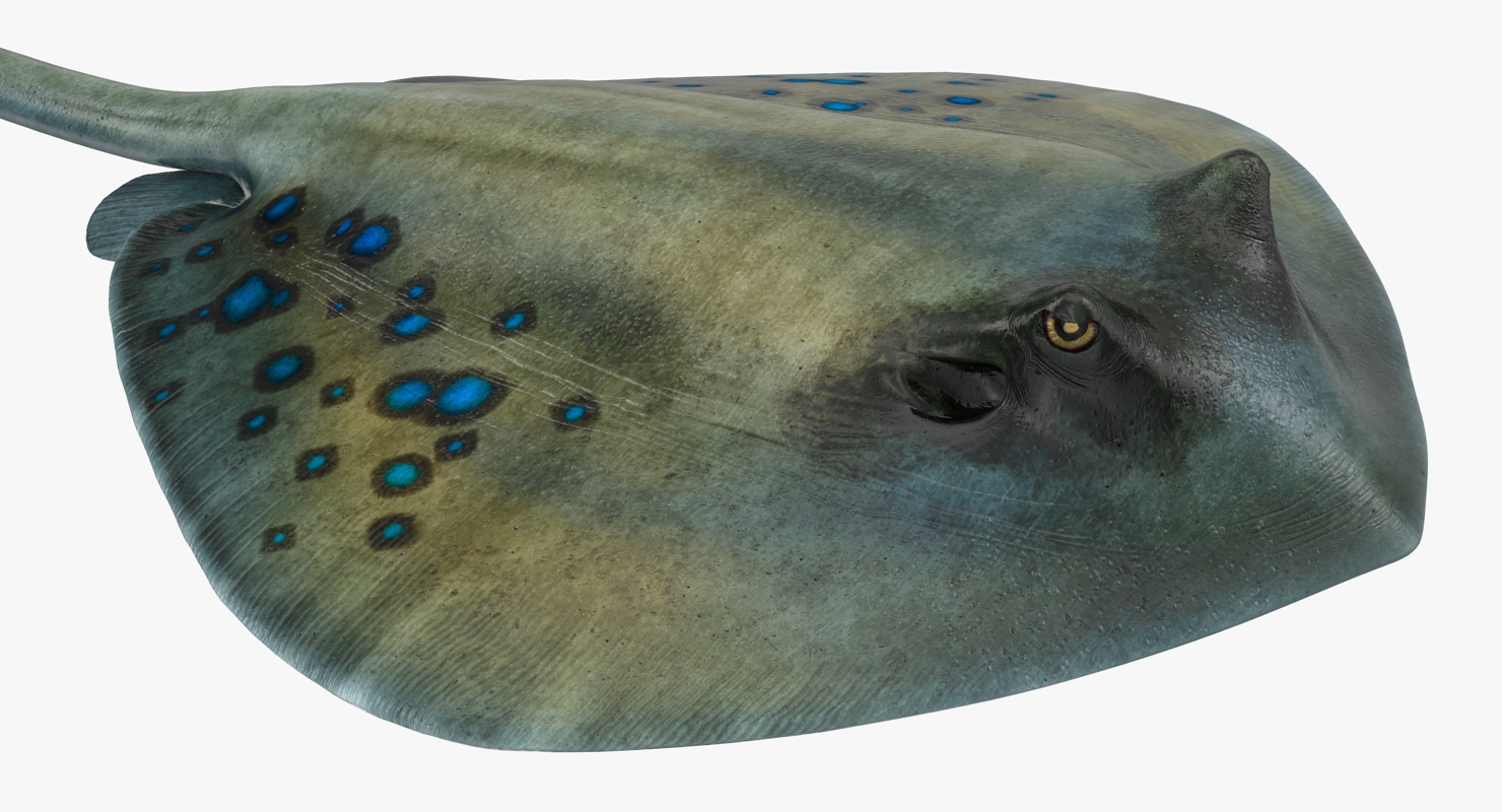 3D Spotted Stingray