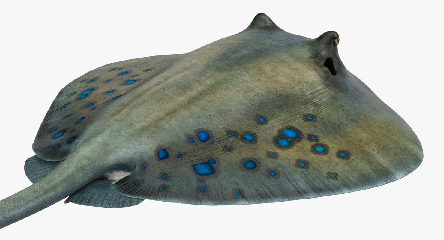 3D Spotted Stingray