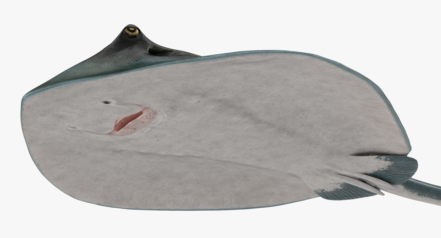 3D Spotted Stingray