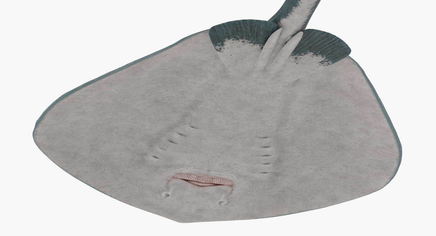 3D Spotted Stingray