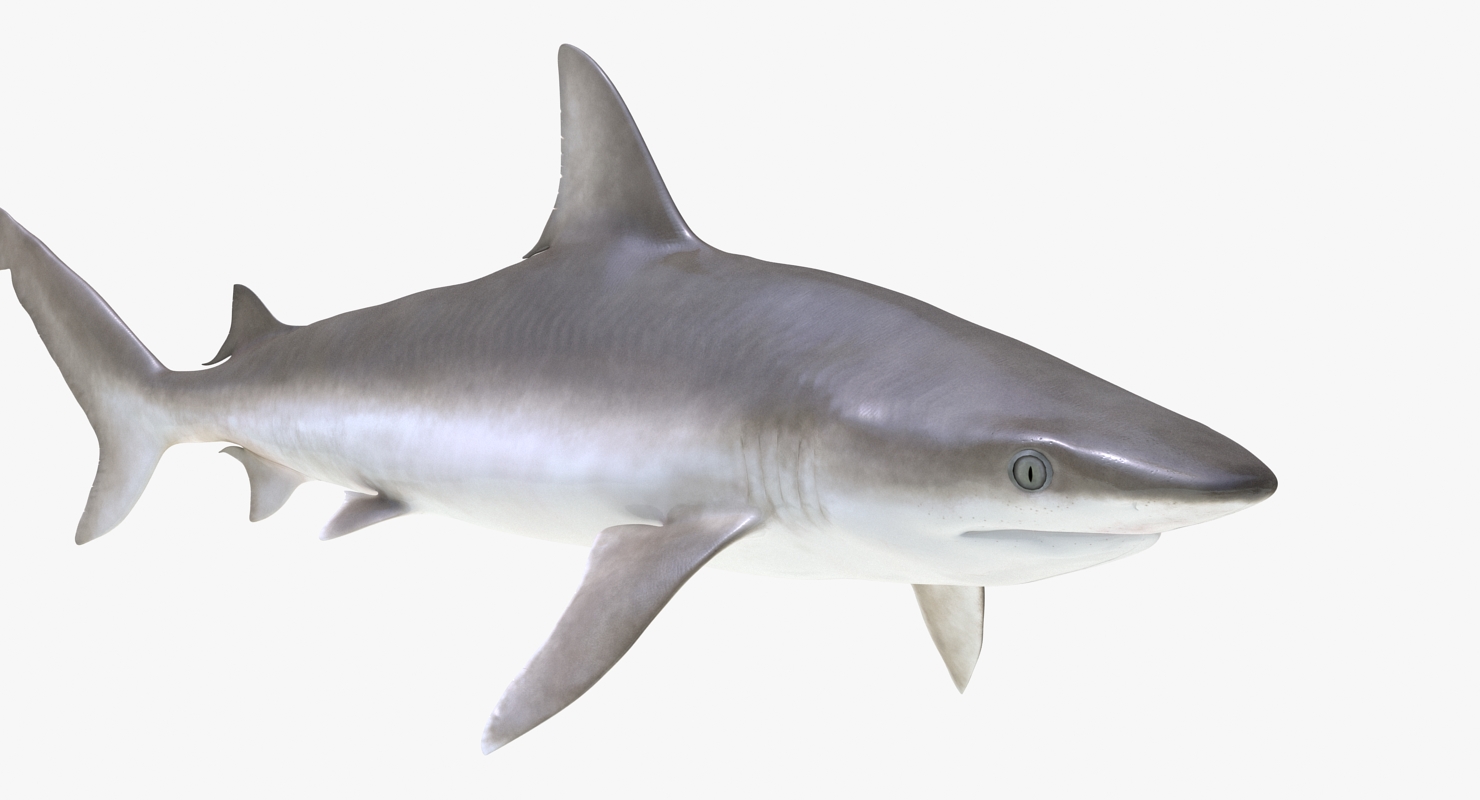 Blacknose Shark Rigged 3D