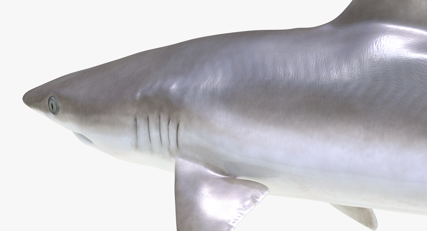 Blacknose Shark Rigged 3D