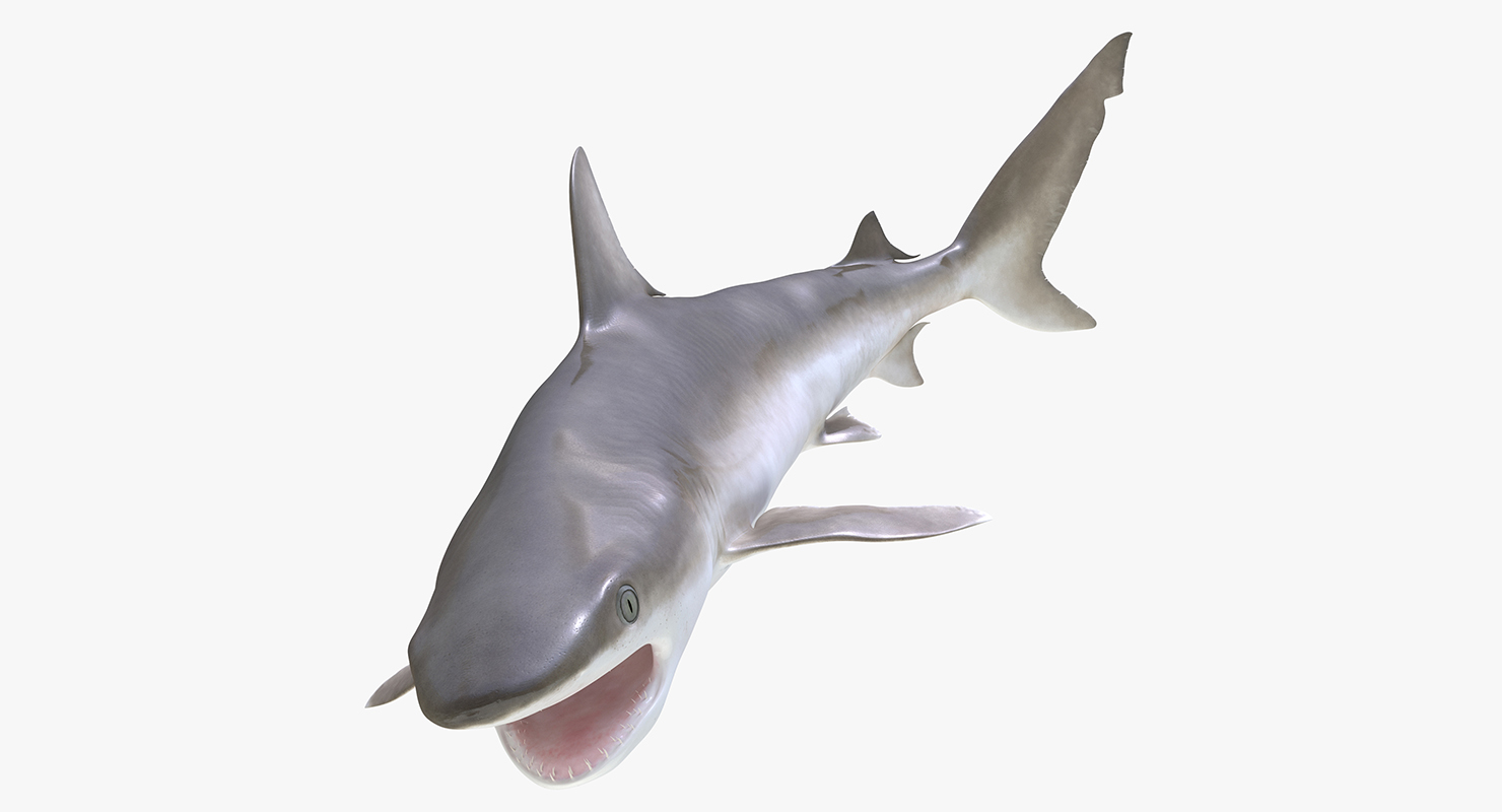 Blacknose Shark Pose 2 3D