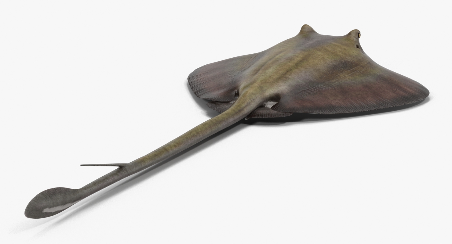 3D model Stingray Rigged