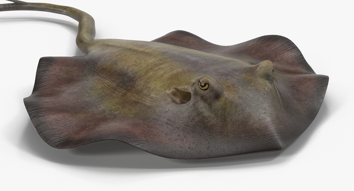 3D model Stingray Rigged